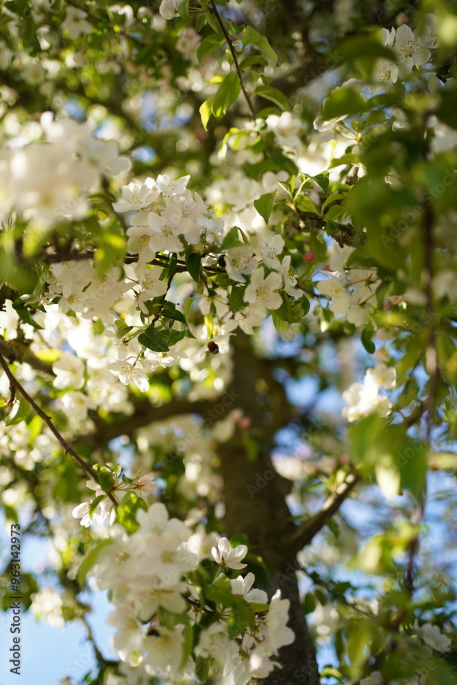 blooming tree blooming tree