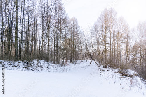 Wallpaper Mural January landscape forest edge snowy lawn winter season morning sun rise glare effect idyllic peaceful view time Torontodigital.ca