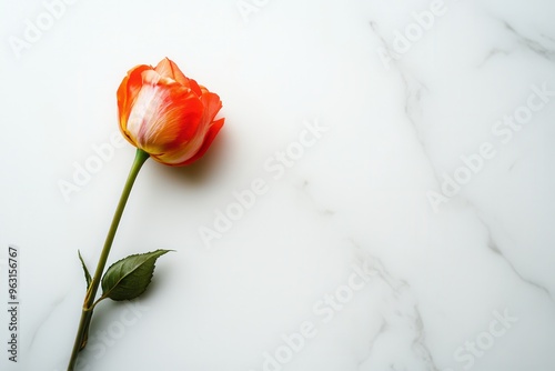 A vibrant rose with an elegant stem lies on a smooth white marble surface, highlighting beauty in simplicity and minimalist style. Generative AI photo