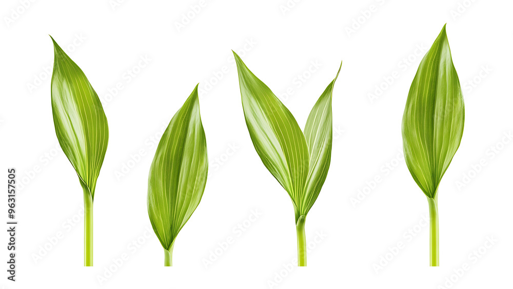 Fototapeta premium Four green leafs on a transparent background,Four Lily of the valley Leafs Isolated,Four Tropical Plant Leaves,leaf transparent png,Decoration work, green plants,Four green leafed plants, Ai