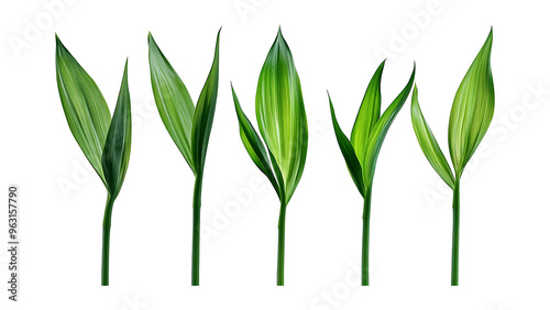 Four green leafs on a transparent background,Four Lily of the valley Leafs Isolated,Four Tropical Plant Leaves,leaf transparent png,Decoration work, green plants,Four green leafed plants, Ai