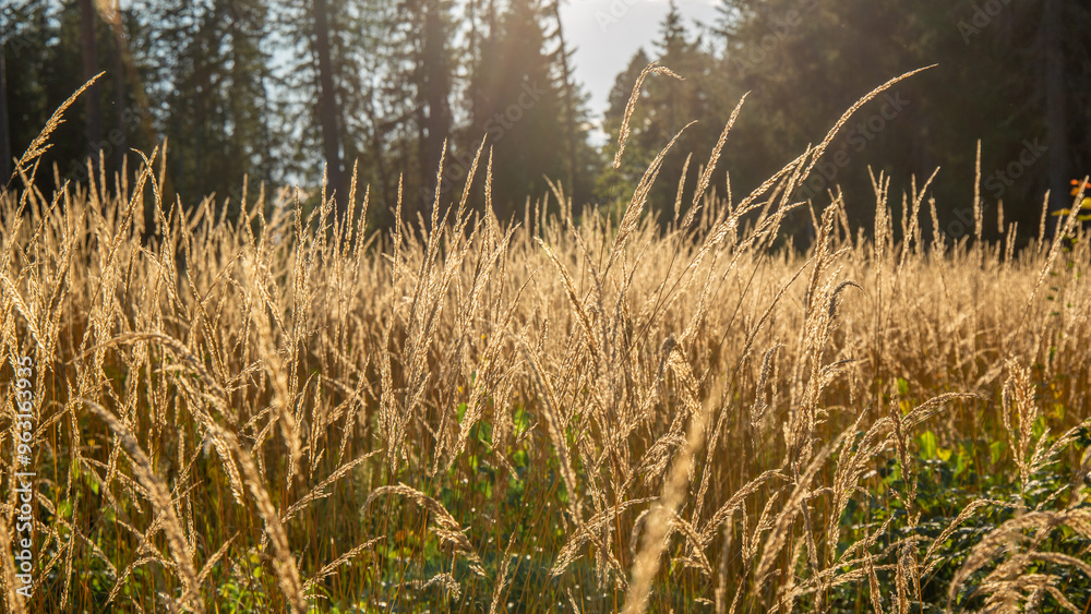 Fototapeta premium Tall grass field in sunny August afternoon in Latvia