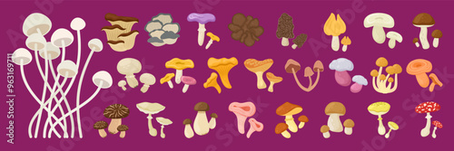 Cartoon mushrooms flat illustration isolated on white background. Forest. autumn and spring. Organic nature