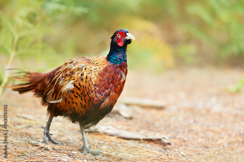 Fototapeta premium Portrait of a male common pheasant walking in the meadow