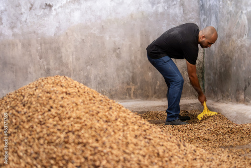  Young man in his 30s working in the coffee industry, buying and selling coffee, arranging a pile of unprocessed coffee beans photo