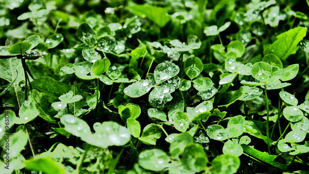 Fresh drops of morning dew on green leaves of outdoor plants Fresh drops of morning dew on green leaves of outdoor plants