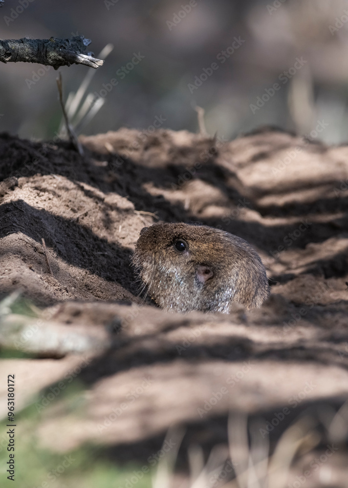 Azara´s Tuco tuco, Ctenomys azarae, La Pampa Province, Patagonia Argentina. Azara´s Tuco tuco, Ctenomys azarae, La Pampa Province, Patagonia Argentina.