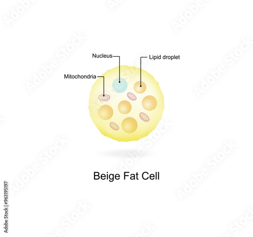 Beige fat cells. Adipocytes. Lipid droplets. Adipose tissue. Vector illustration.	
