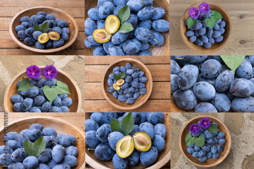 Portolio aus frisch geernteten Zwetschgen