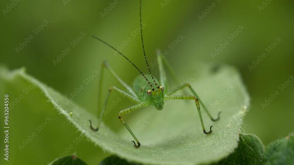 Macro shot of green grasshopper standing on green leaf. Macro shot of green grasshopper standing on green leaf.