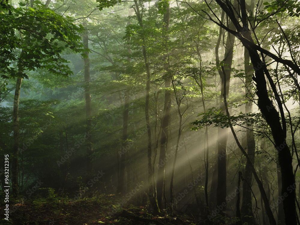 Obraz premium 森の中に光が差す
