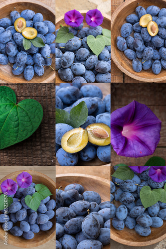 Portolio aus frisch geernteten Zwetschgen