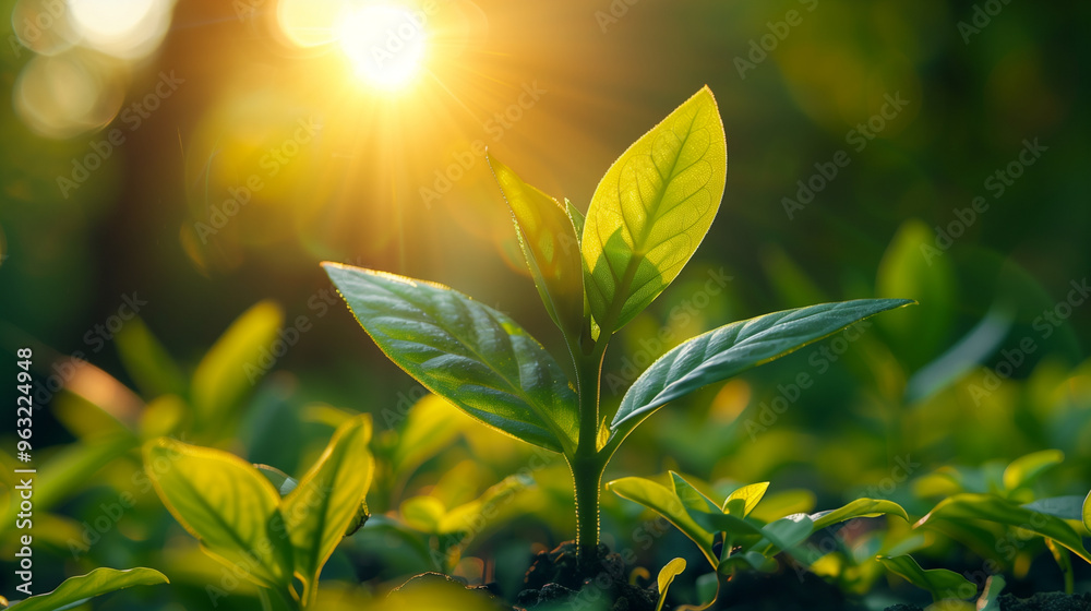 Young green plant sprouting in sunlight with a soft natural background Young green plant sprouting in sunlight with a soft natural background