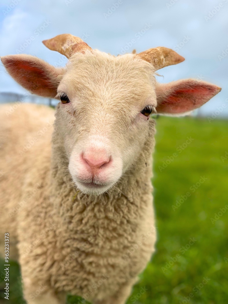 Cute lamb or sheep looking in to the camera with green blue landscape Cute lamb or sheep looking in to the camera with green blue landscape
