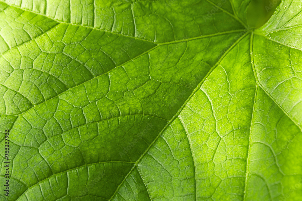 A fragment of a green, sunlit leaf with veins as texture. Macro photography A fragment of a green, sunlit leaf with veins as texture. Macro photography