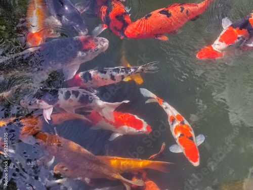 a bunch of colorful koi fish, dominantly red, orange and white, in a small pond