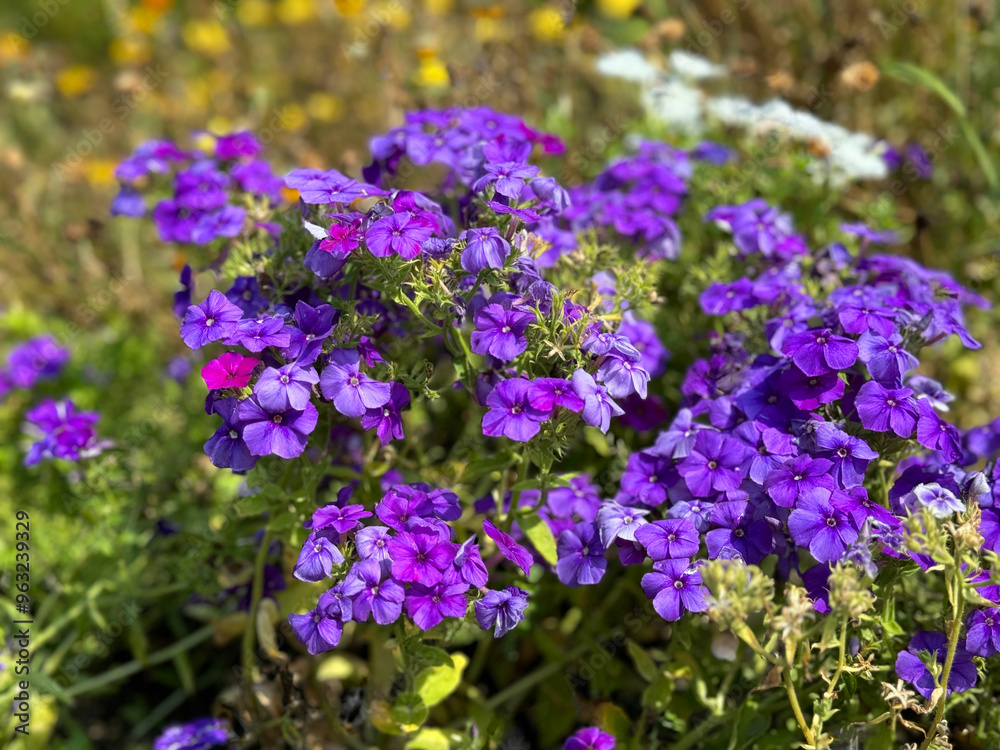 Phlox paniculata purple flowers in the grass.