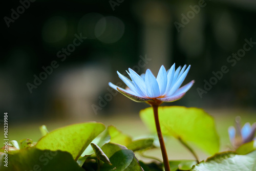 closeup of a blue lotus growing