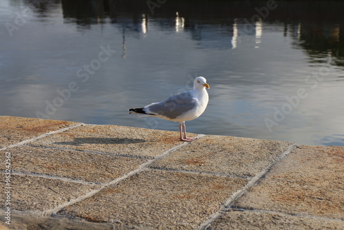 Mouette sur la rive au bord de l'eau, ville de Honfleur, département du Calvados, France photo