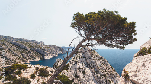 Pin d'Alep Calanques de Marseille