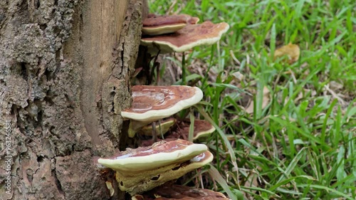 Wild mushrooms growing on rotting bark of log in forest. photo