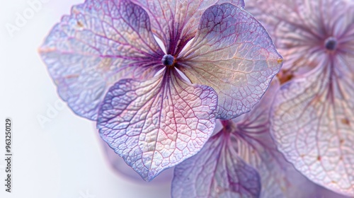 A detailed macro shot of a Hydrangea Macrophylla flower, revealing its intricate patterns and textures