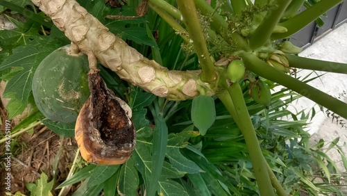 A papaya fruit with brown rot on a papaya tree branch.