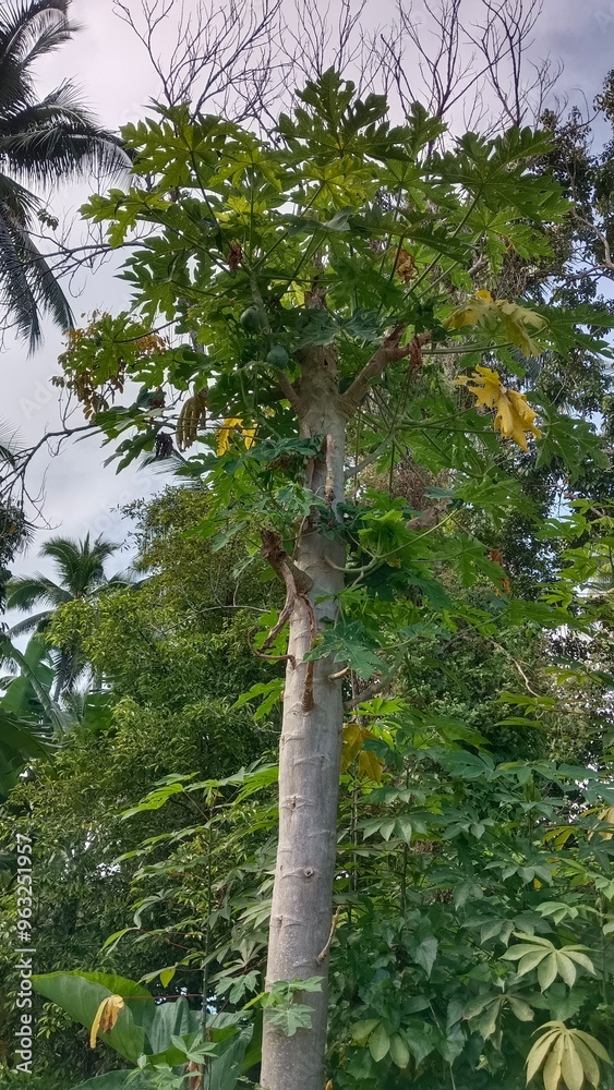 Fototapeta premium A papaya tree with green leaves and a bare trunk against a cloudy sky.
