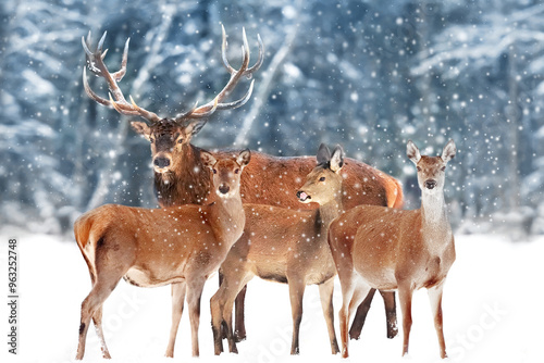 Noble deer with females in the herd against the background of a beautiful winter snow forest. Artistic winter landscape. Christmas photography.