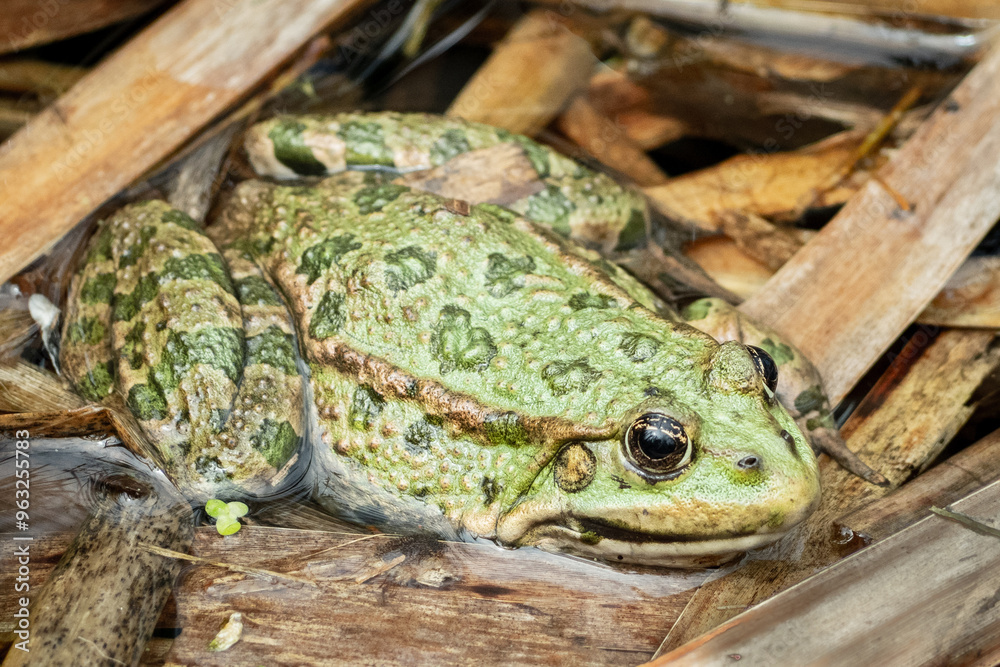Obraz premium Green marsh frog beetwen stickes - żaba śmieszka - closeup
