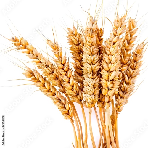 Bunch of Golden Wheat Ears on White Background Photo