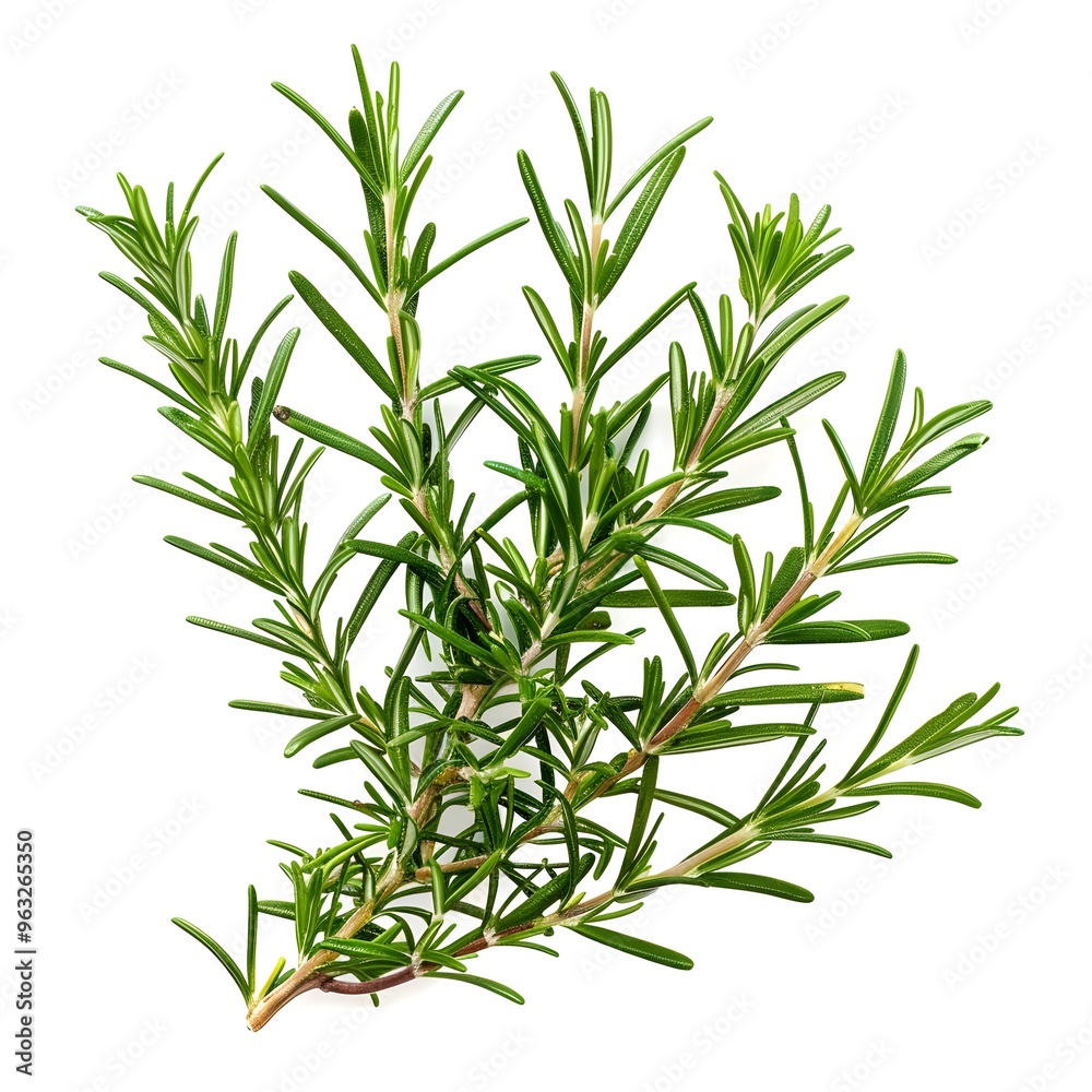 Fototapeta premium Freshly Picked Rosemary Branch on White Background