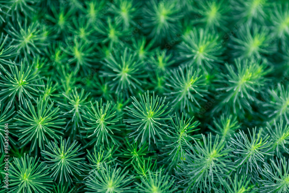solid background of cypress milkweed solid background of cypress milkweed