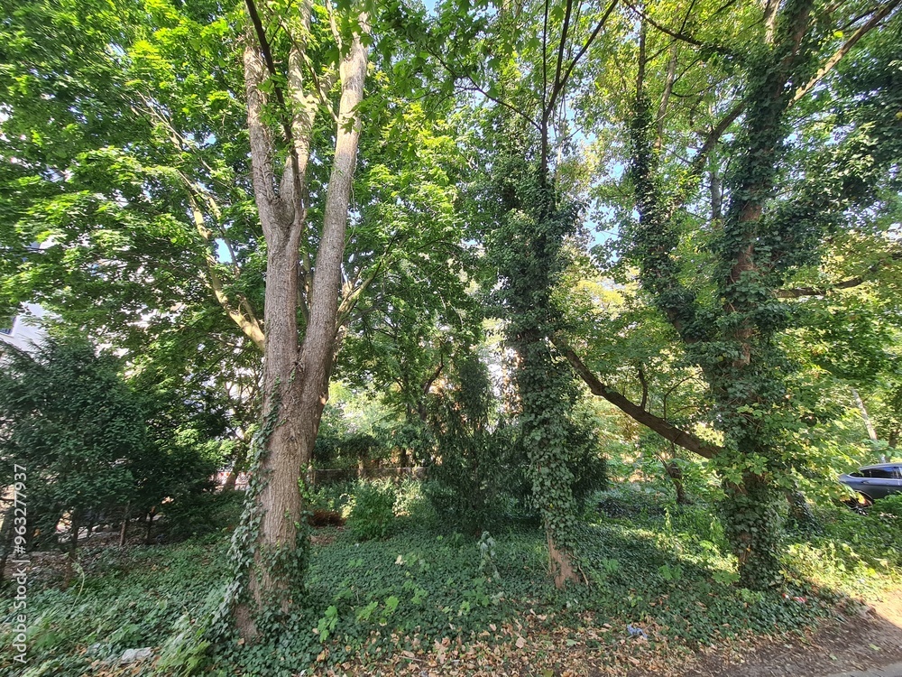 Fototapeta premium ein Waldgebiet in Bernau bei Berlin, Brandenburg