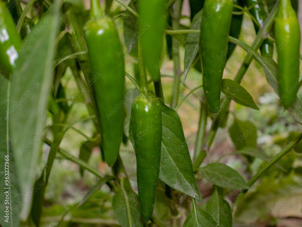 Chilli Peppers in the patch Chilli Peppers in the patch