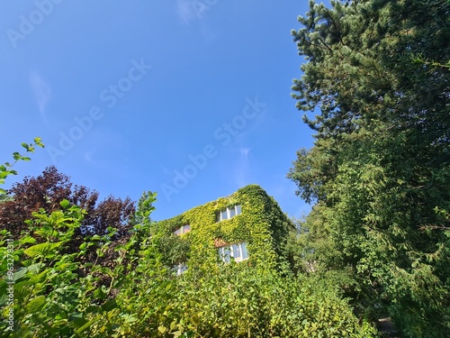grüne Blätter, blauer Himmel und eine bewachsene Wohnungsfassade im Hintergrund in Berlin Treptow/Köpenick