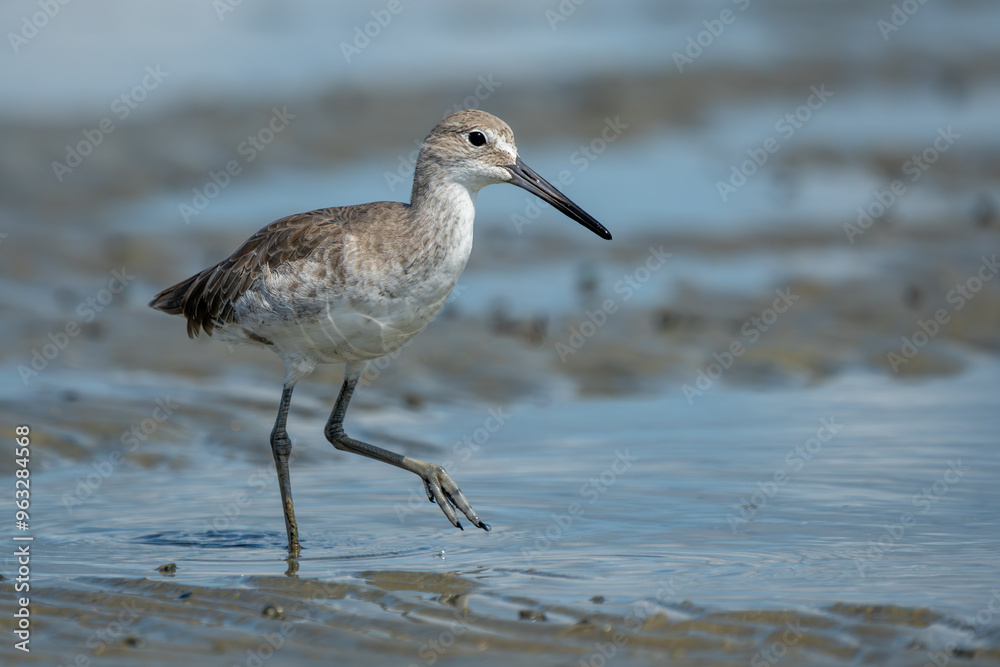 Eastern Willet hunting for food at low tide Eastern Willet hunting for food at low tide