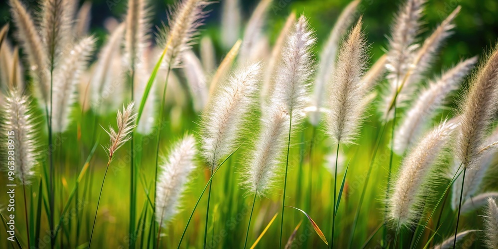 Soft focus on a large expanse of grass with individual blades of grass standing out as gentle, feathery spikes