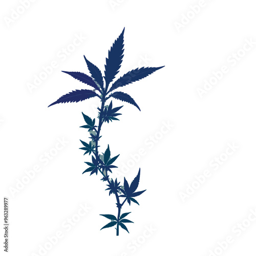 cannabis leaf isolated on black
