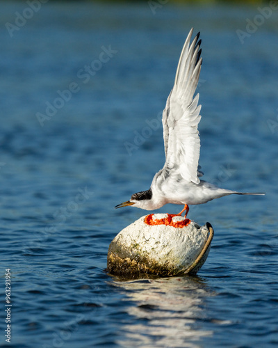 Forster's Tern Perched on a crab trap buoy photo