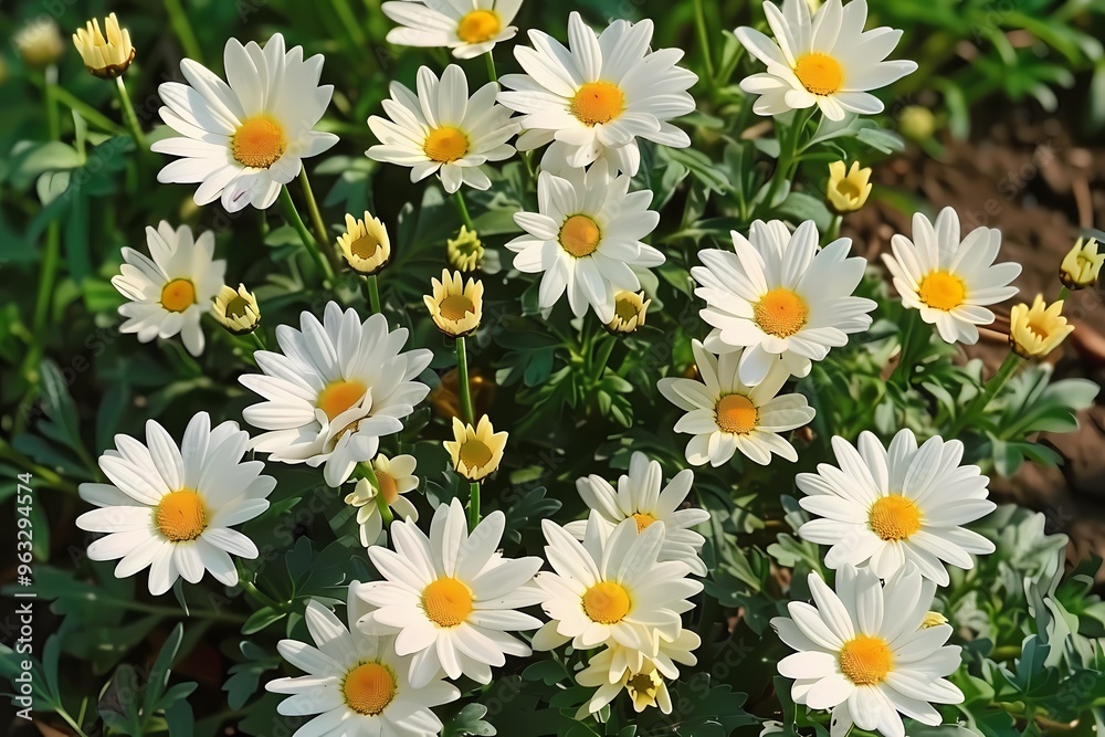 Lush daisies in full bloom, showcasing vibrant white petals and sunny yellow centers. Lush daisies in full bloom, showcasing vibrant white petals and sunny yellow centers.