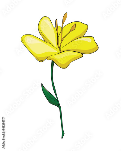 yellow flower isolated on white background