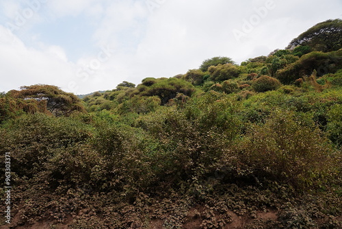 Forest in African Lake Manyara National Park in Arusha region in TANZANIA photo