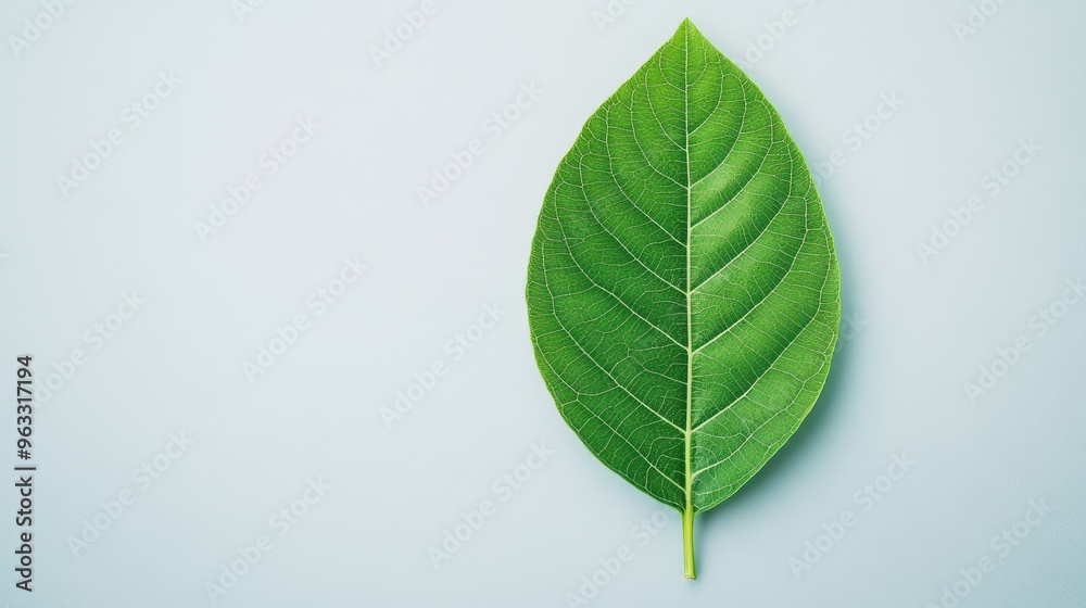 A vibrant green leaf on a soft blue background, showcasing natural beauty and the simplicity of nature's design. A vibrant green leaf on a soft blue background, showcasing natural beauty and the simplicity of nature's design.