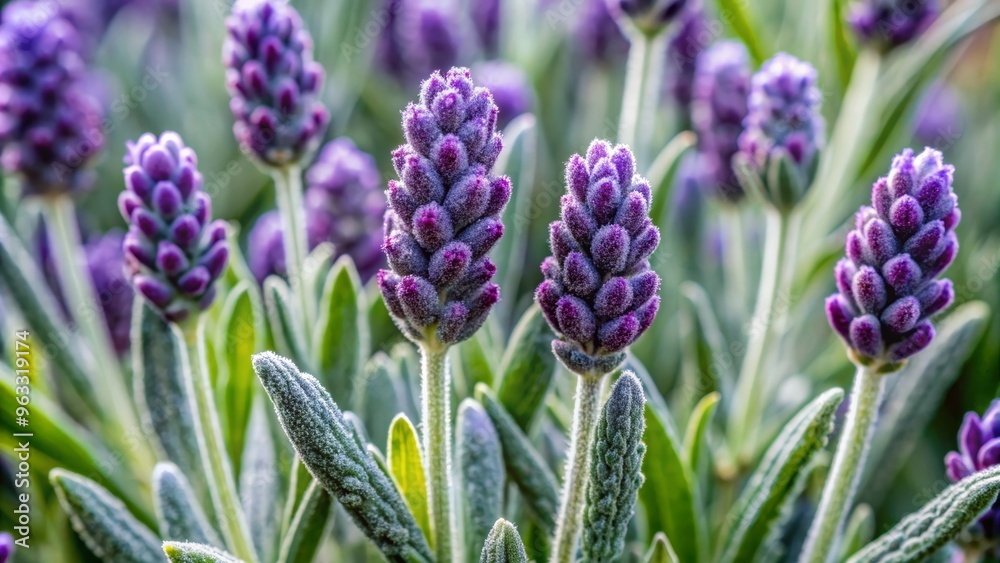 Fototapeta premium A close-up view of vibrant lavender flowers with rich purple hues, showcasing their delicate petals and lush green foliage.