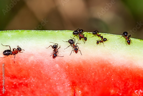 macro picture with a group of ants get everything from a watermelon, the ants feed on watermelon and are very hardworking. photo