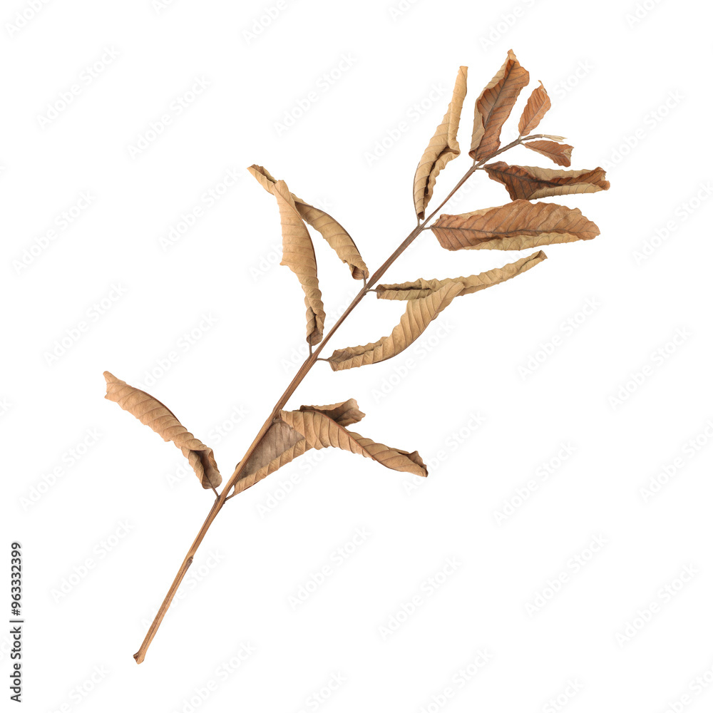 Dry dead guava leaves branch isolated on transparent background Dry dead guava leaves branch isolated on transparent background