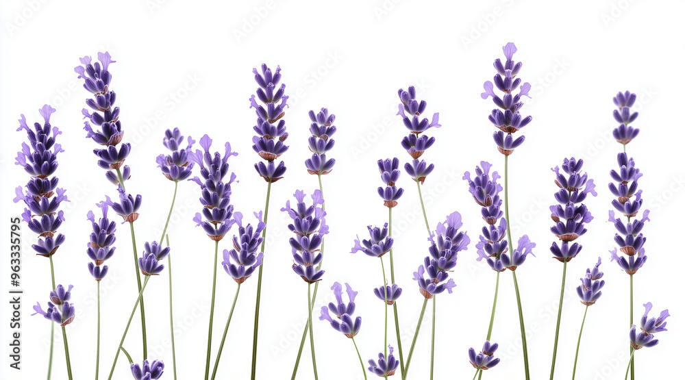 Fototapeta premium Beautiful lavender flowers on white background isolated on white background 
