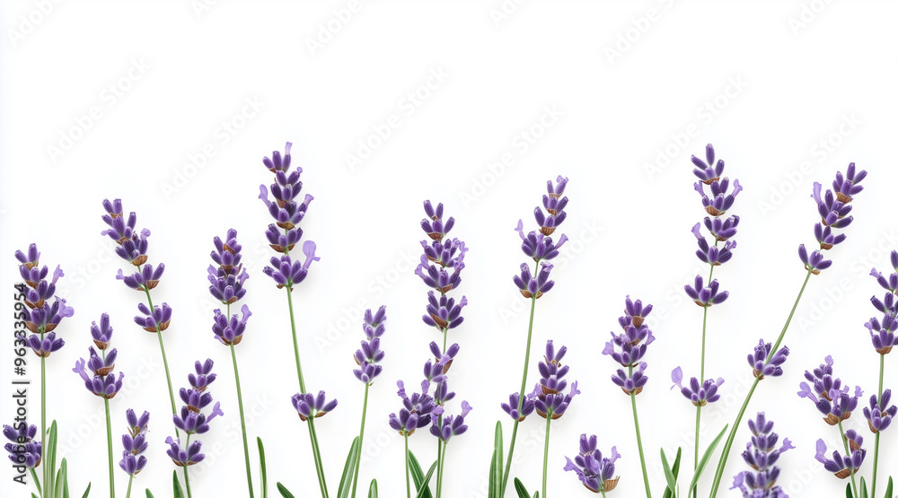 Fototapeta premium Beautiful lavender flowers on white background isolated on white background 