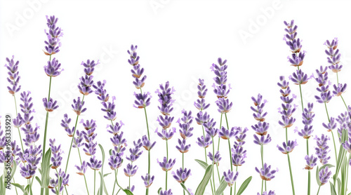 Beautiful lavender flowers on white background isolated on white background 